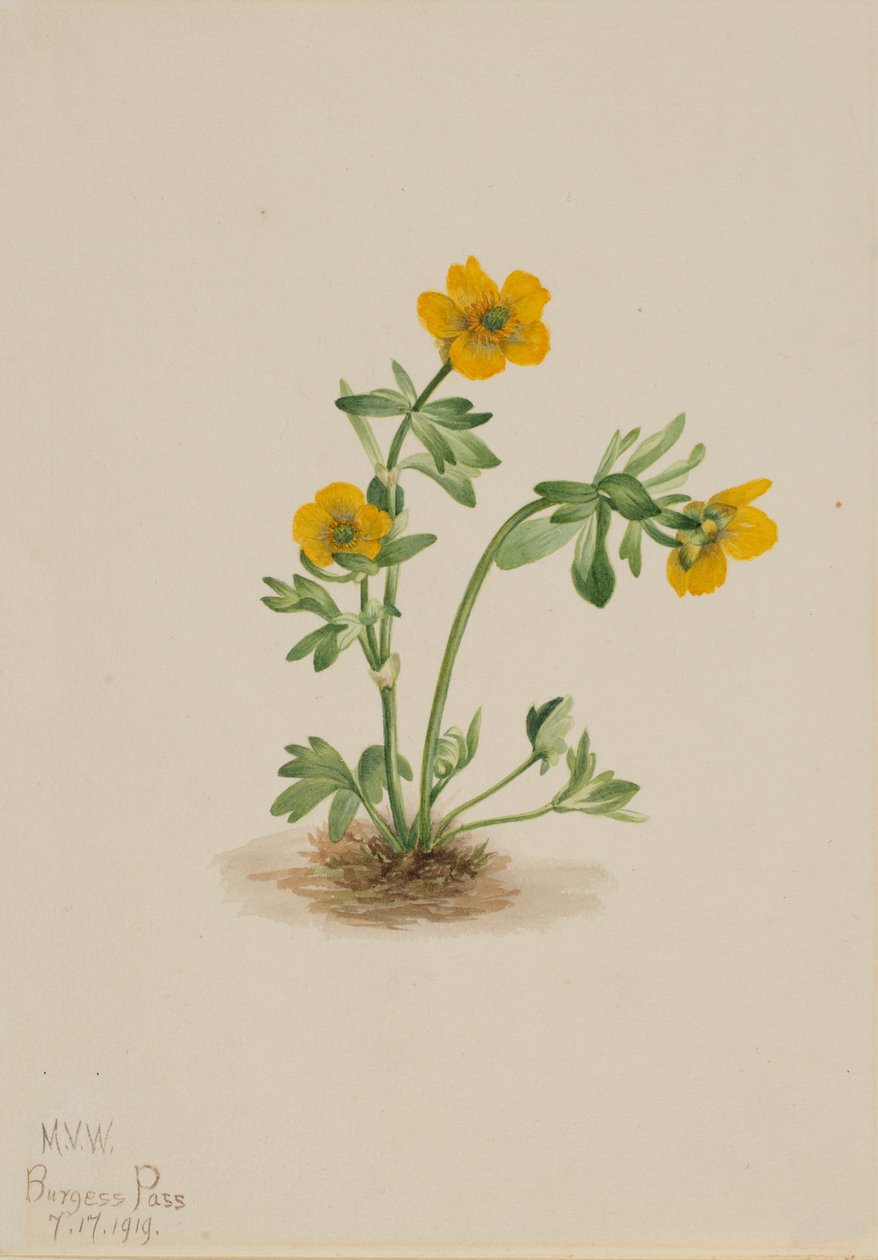 Ranúnculo de avalancha Ranunculus suksdorfii, 1919 de Mary Vaux Walcott