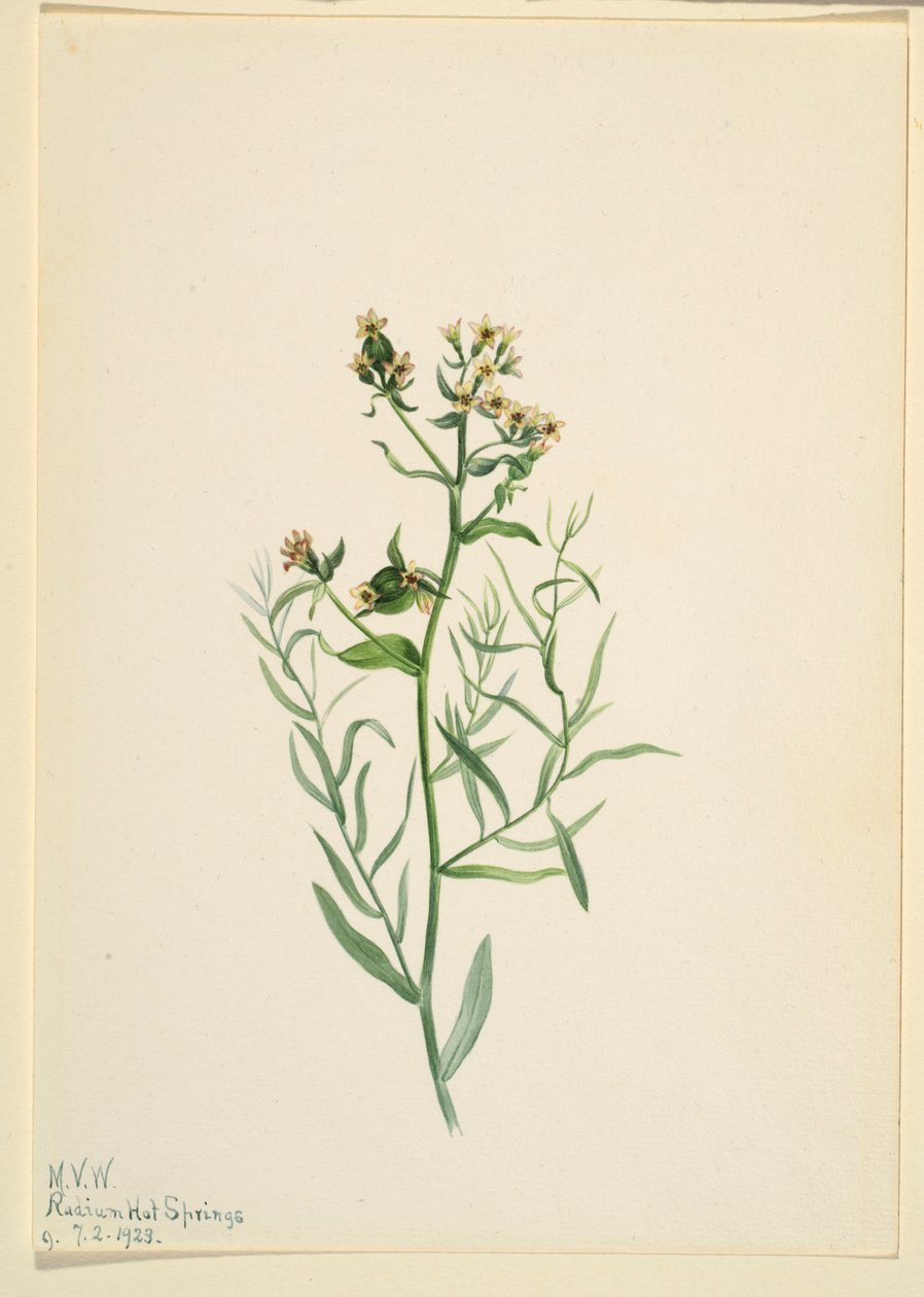 Lenteja de sapo bastarda (Comandra pallida) de Mary Vaux Walcott