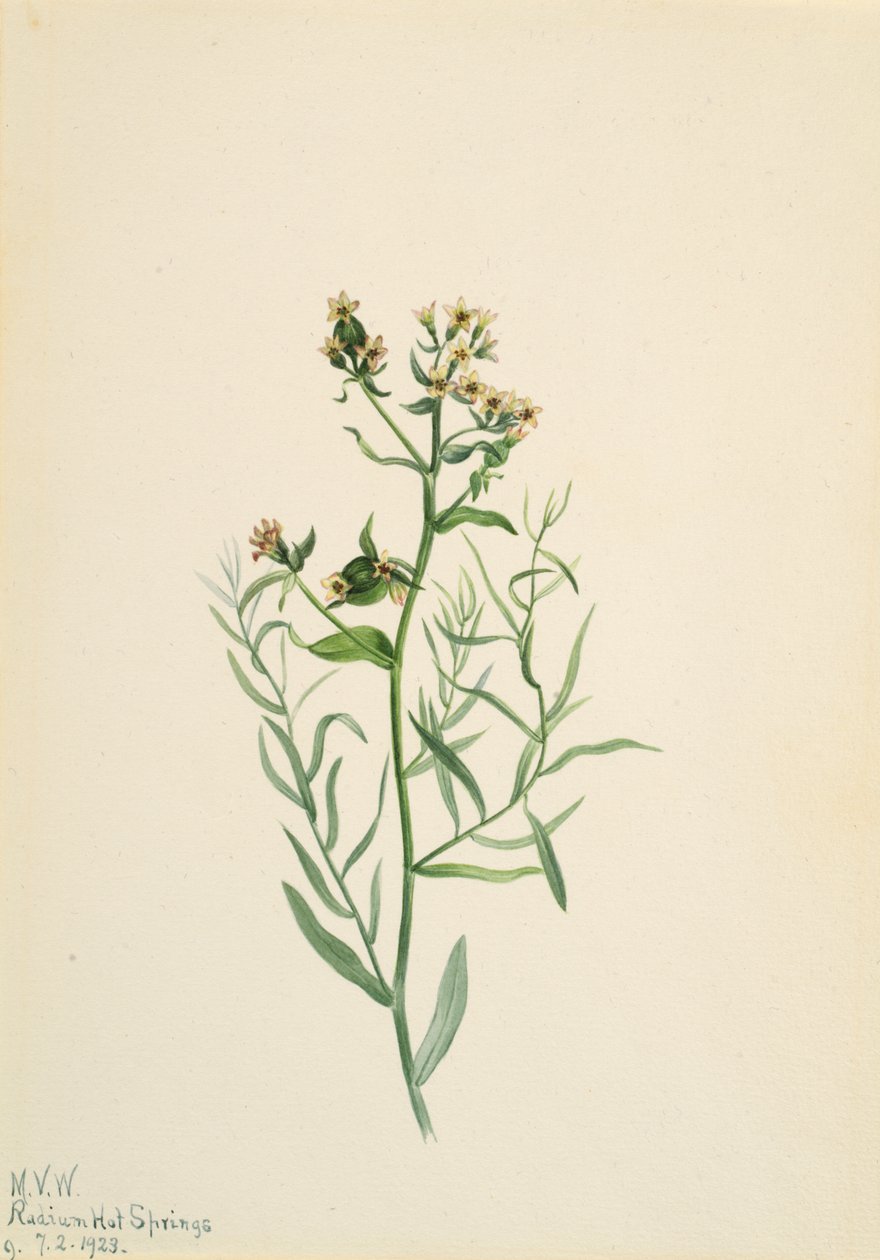Comandra pálida, 1923 de Mary Vaux Walcott