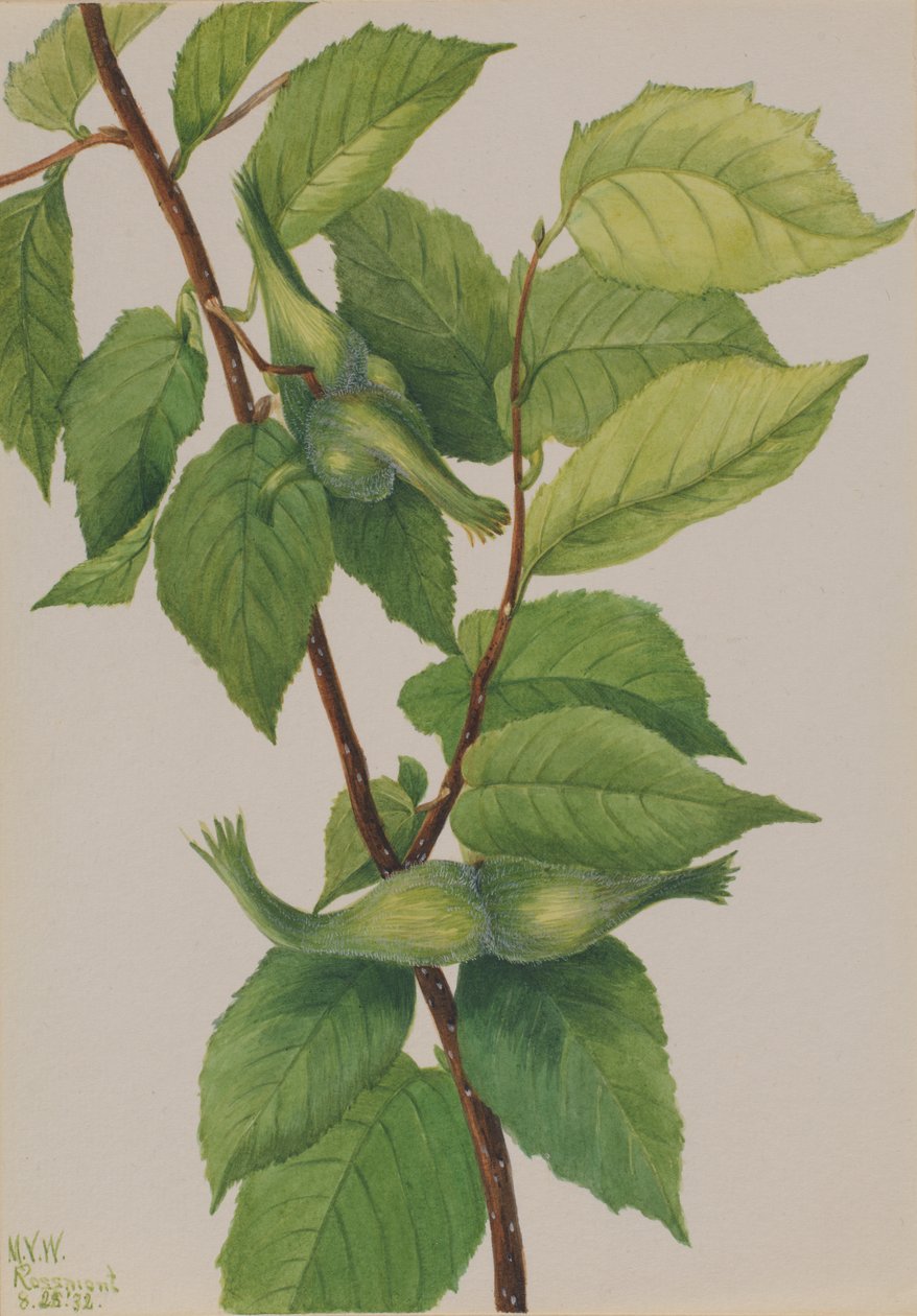 Avellana con Pico Corylus rostrata, 1932 de Mary Vaux Walcott