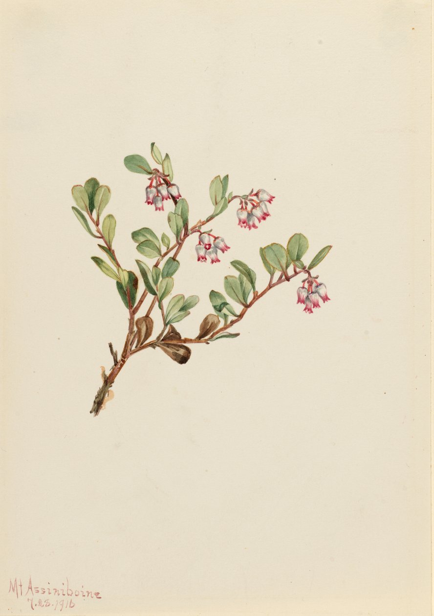 Gayuba (Arctostaphylos uva-ursi) de Mary Vaux Walcott