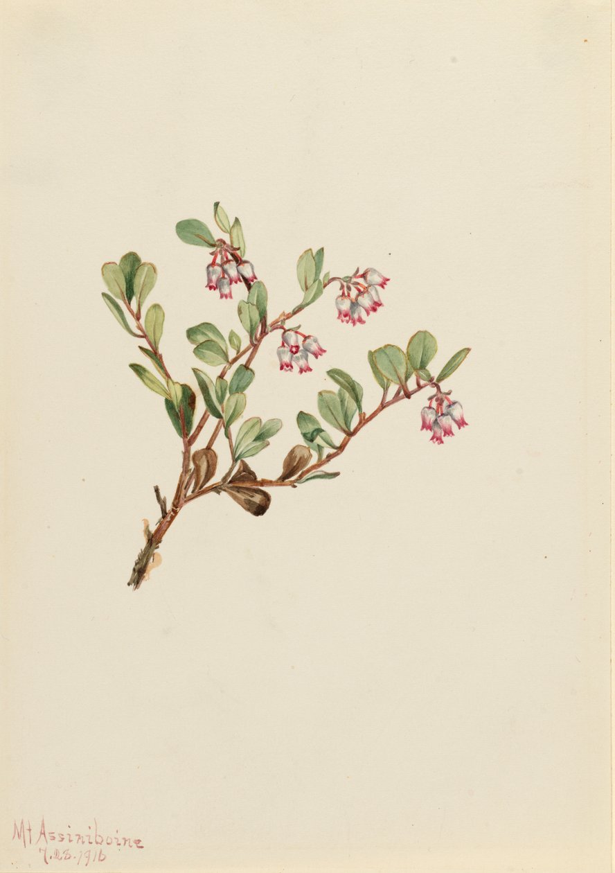 Gayuba de Mary Vaux Walcott