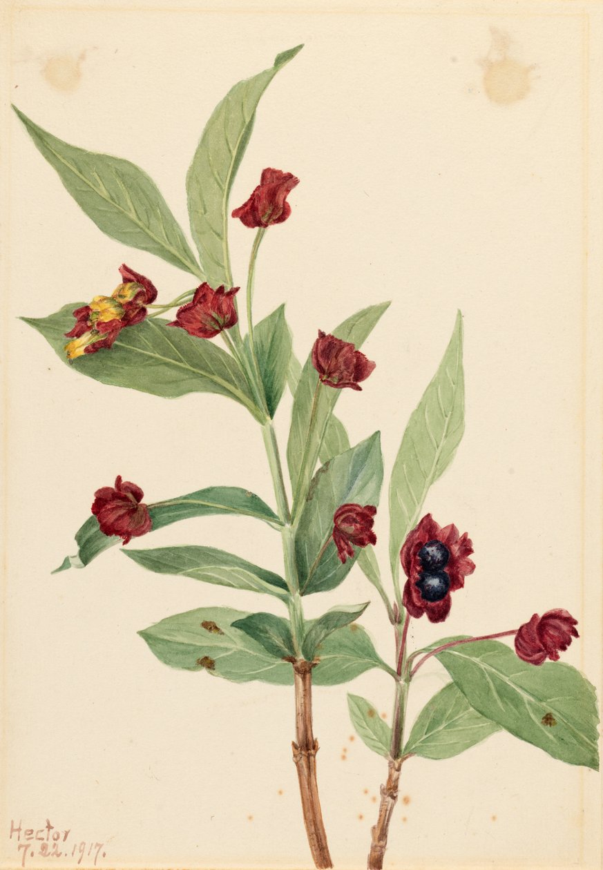 Madreselva gayuba (Lonicera involucrata) de Mary Vaux Walcott