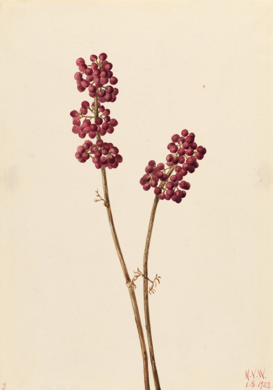 Baya de belleza (Callicarpa americana) de Mary Vaux Walcott