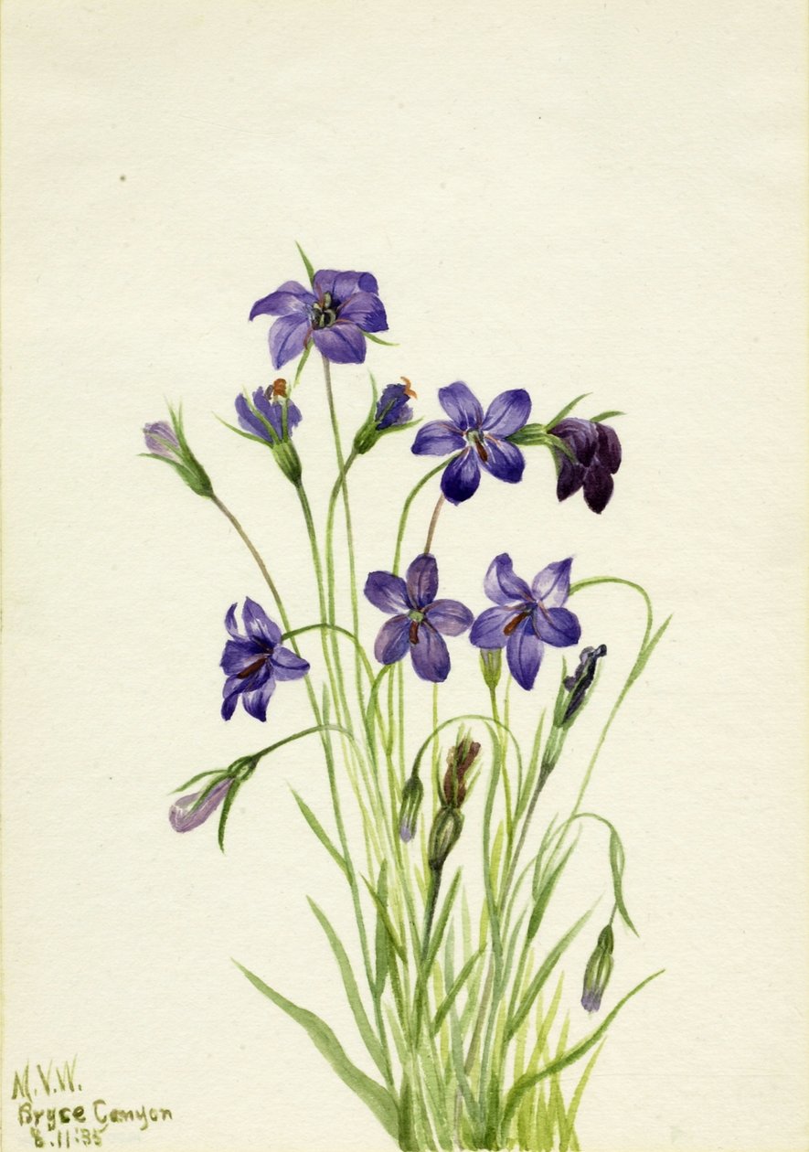 Campanilla (Campanula) de Mary Vaux Walcott
