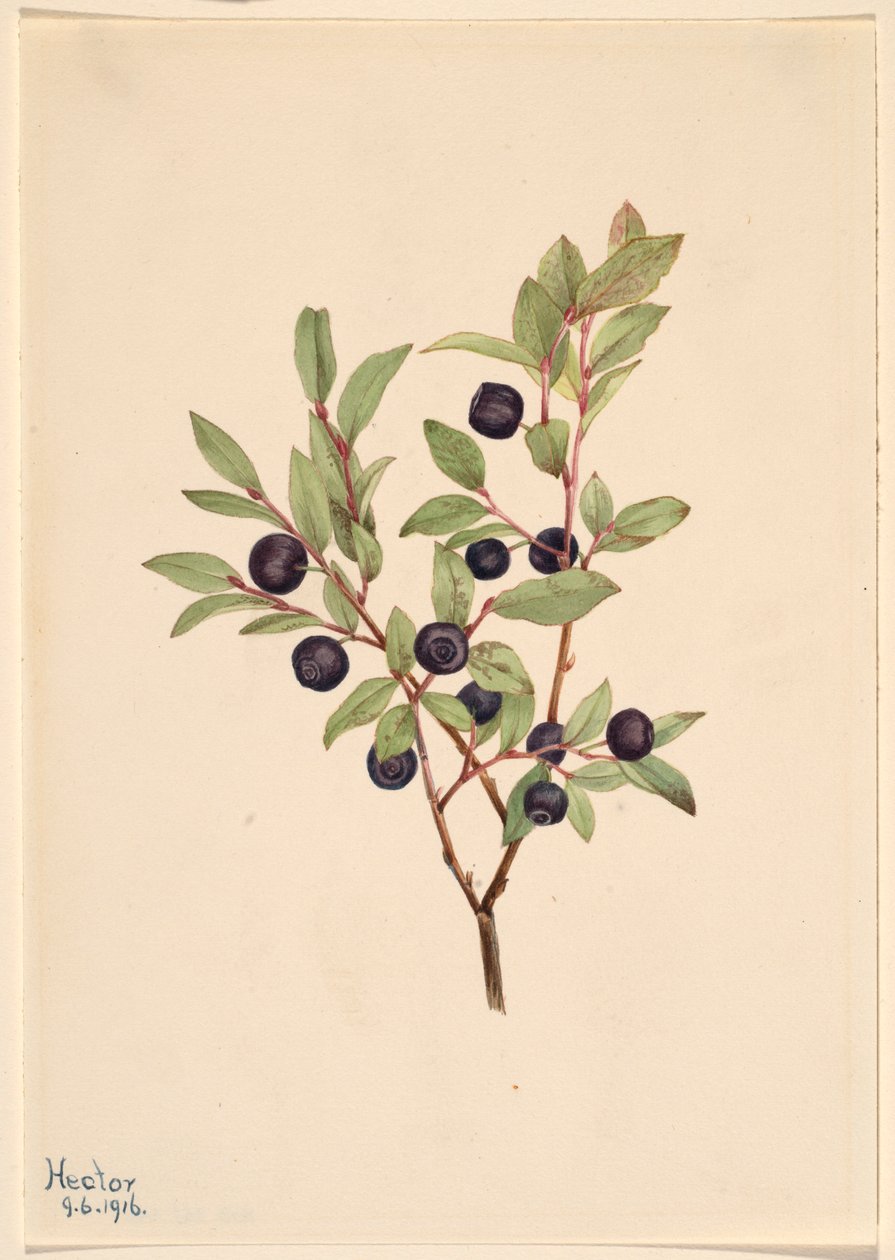 Arándano grande (Vaccinium membranaceum) de Mary Vaux Walcott