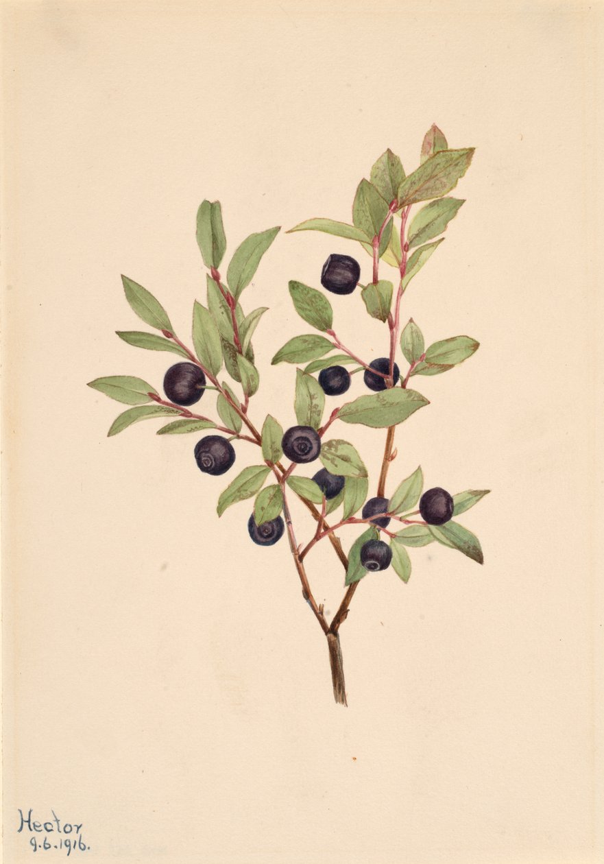 Arándano grande Vaccinium membranaceum, 1916 de Mary Vaux Walcott