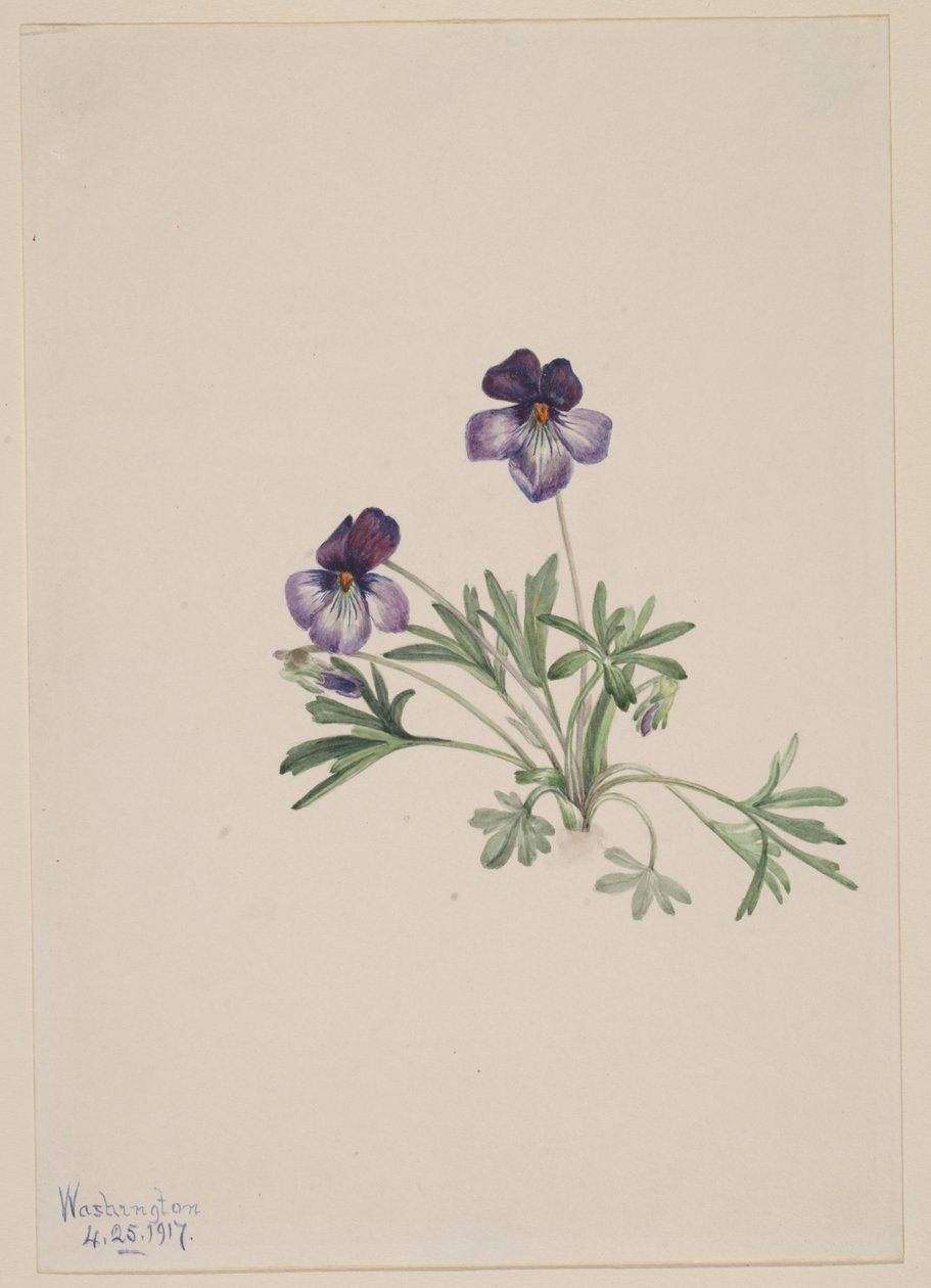 Violeta pata de pájaro (Viola pedata) de Mary Vaux Walcott
