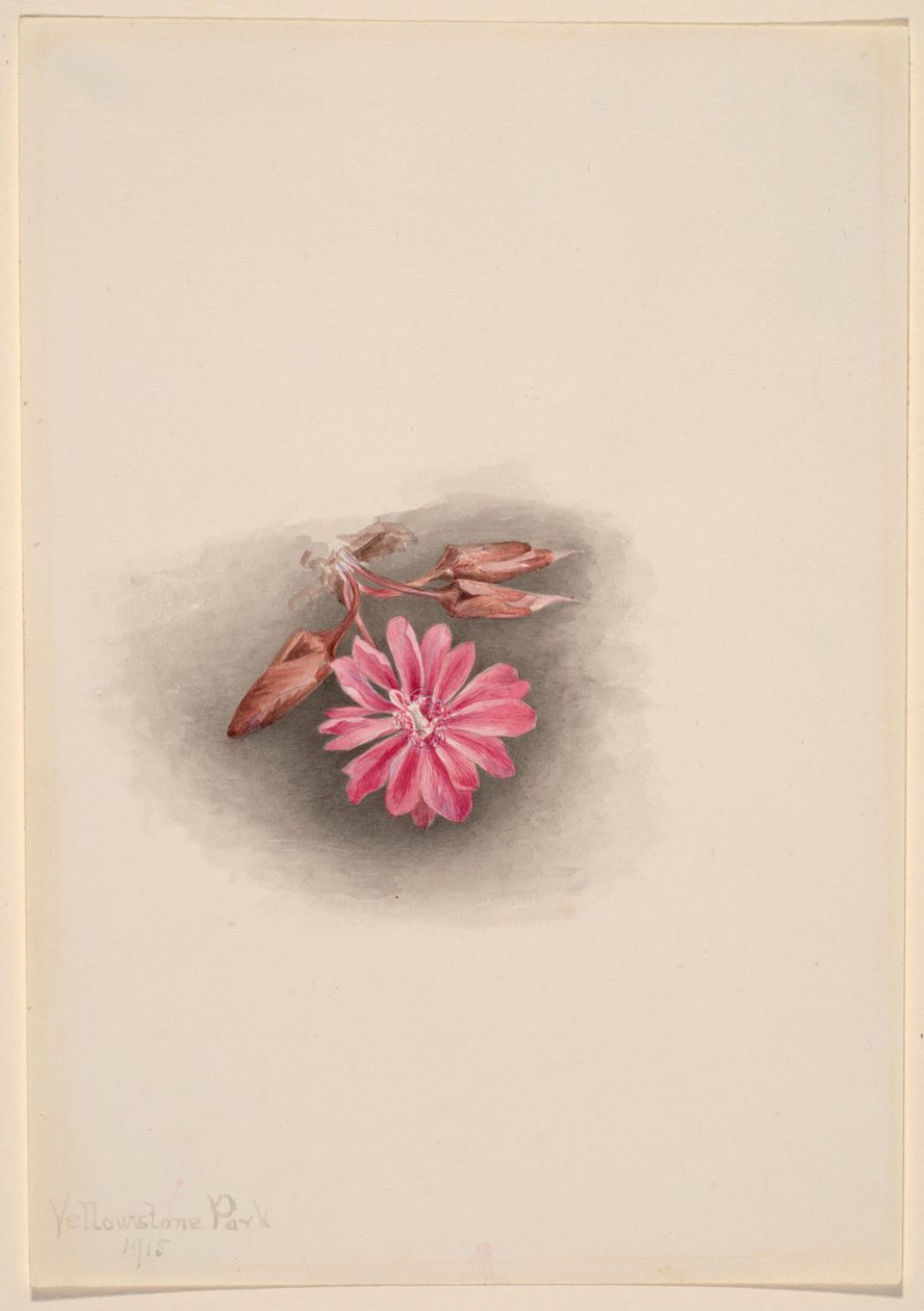 Bitterroot (Lewisia redivivia) de Mary Vaux Walcott