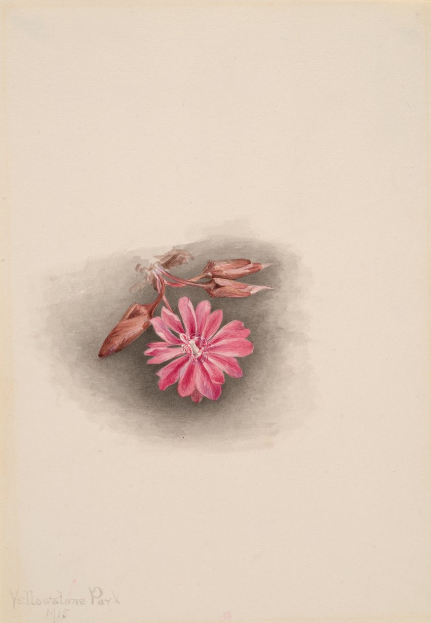 Bitterroot Lewisia redivivia de Mary Vaux Walcott