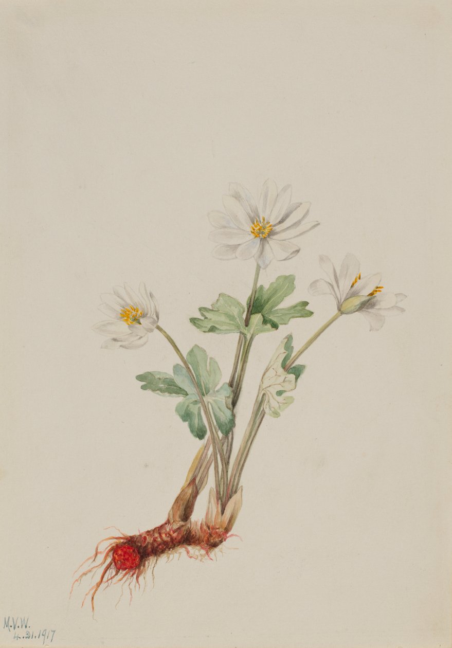 Sanguinaria (Sanguinaria canadensis) de Mary Vaux Walcott