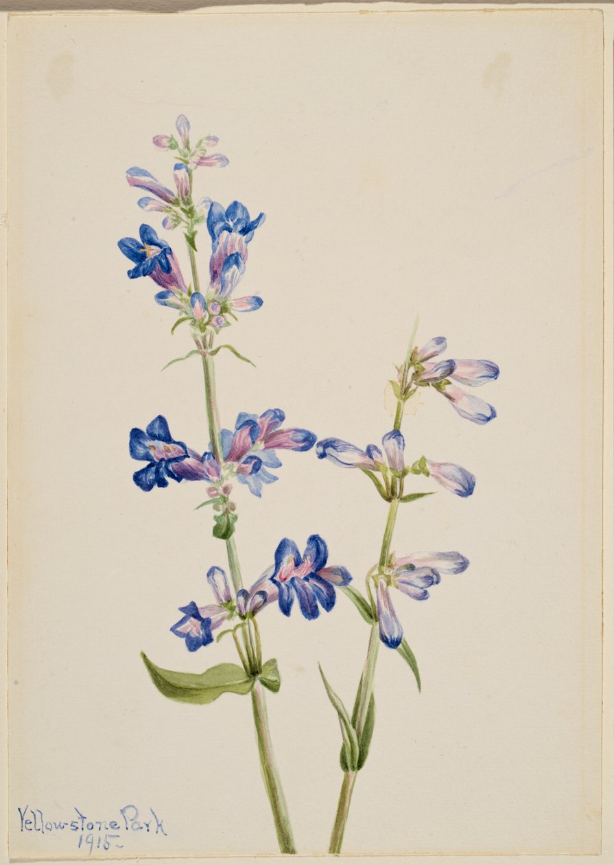 Lengua de barba azul (Pentstemon) de Mary Vaux Walcott