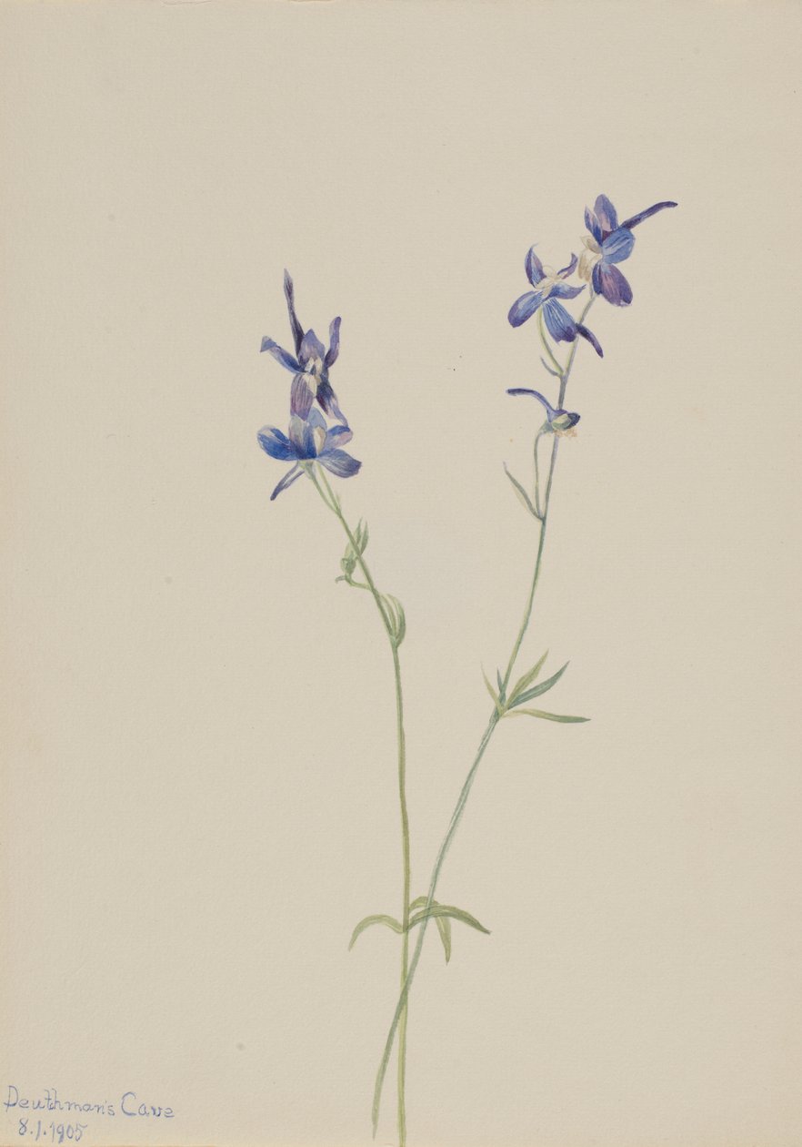 Espuela de caballero azul (Delphinium nuttallianum) de Mary Vaux Walcott