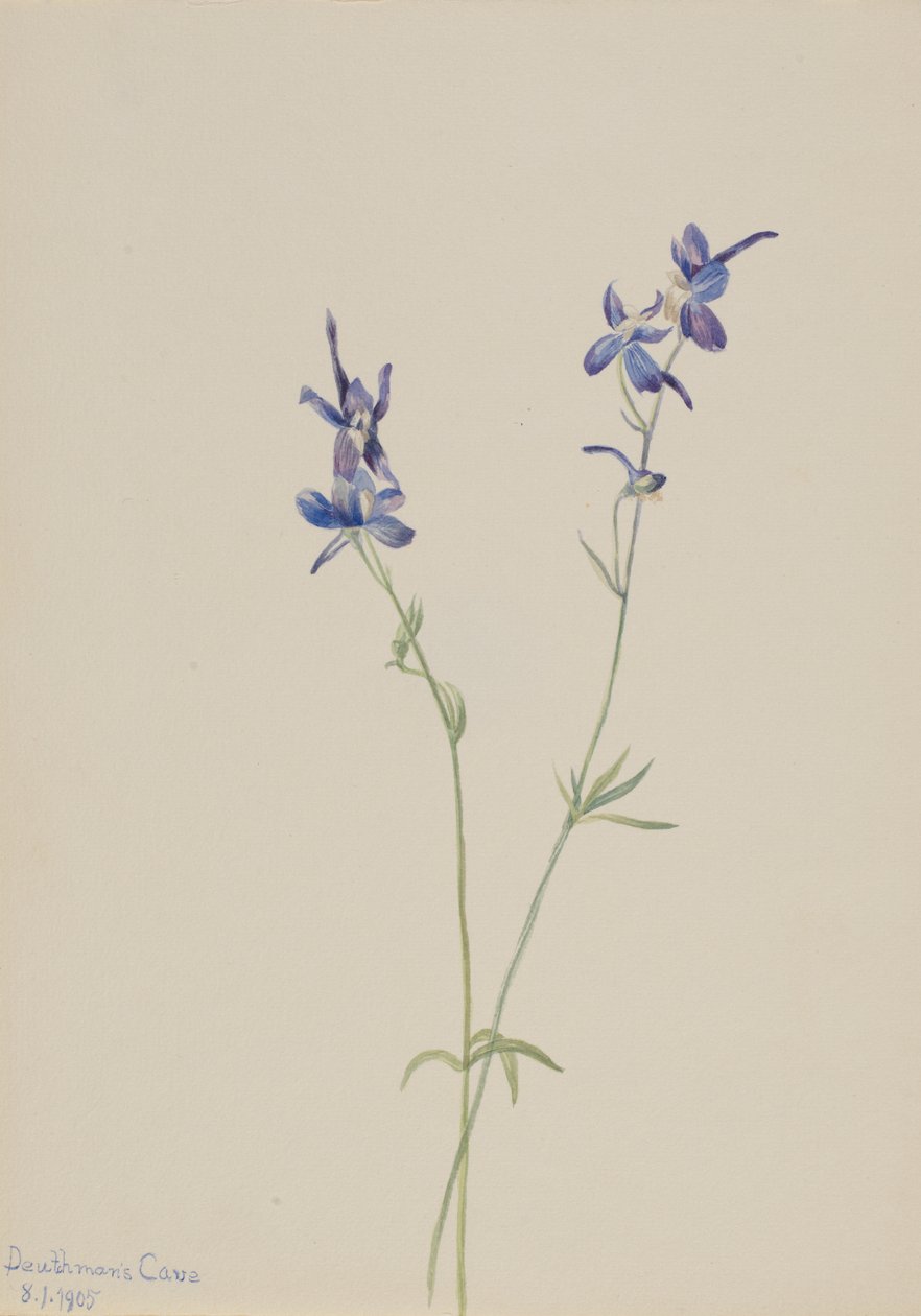 Espuela de caballero azul Delphinium nuttallianum, 1905 de Mary Vaux Walcott