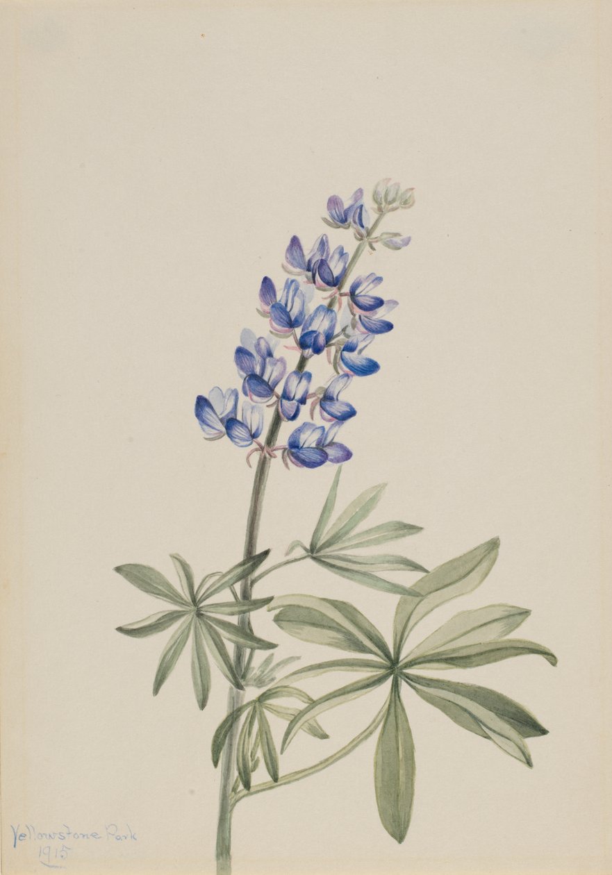 Lupino azul Lupinus argenteus, 1915 de Mary Vaux Walcott