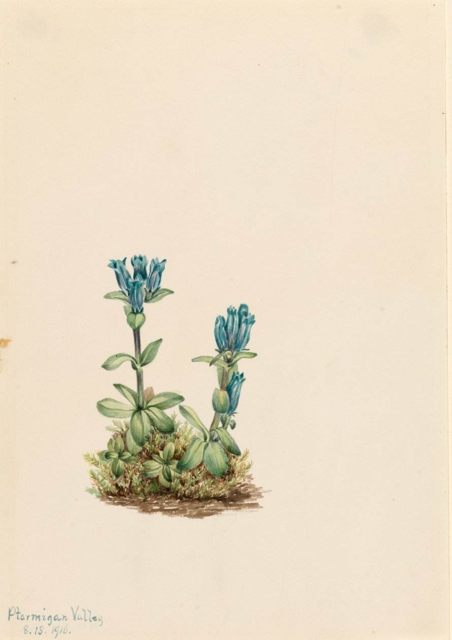 Genciana azul (Gentiana glauca) de Mary Vaux Walcott