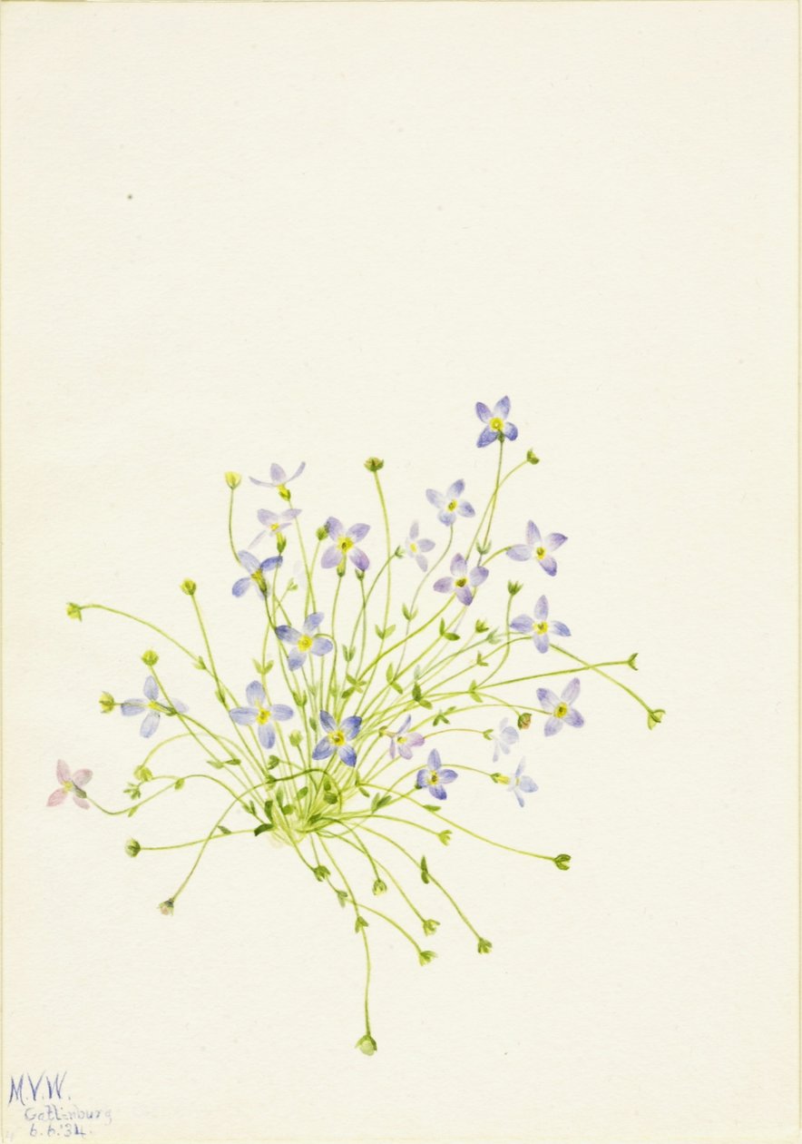 Azulejos (Houstonia serpyllifolia) de Mary Vaux Walcott