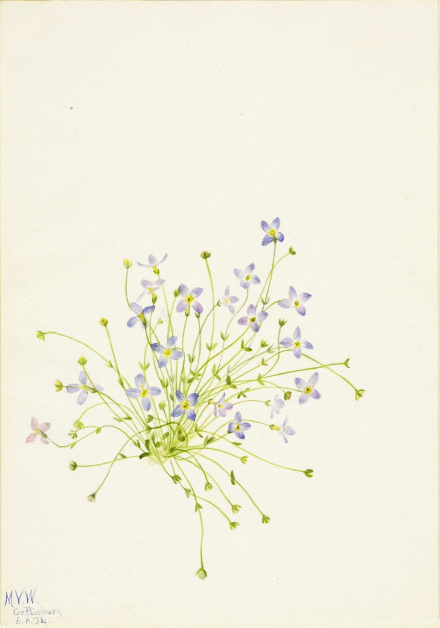 Bluets Houstonia serpyllifolia, 1934 de Mary Vaux Walcott