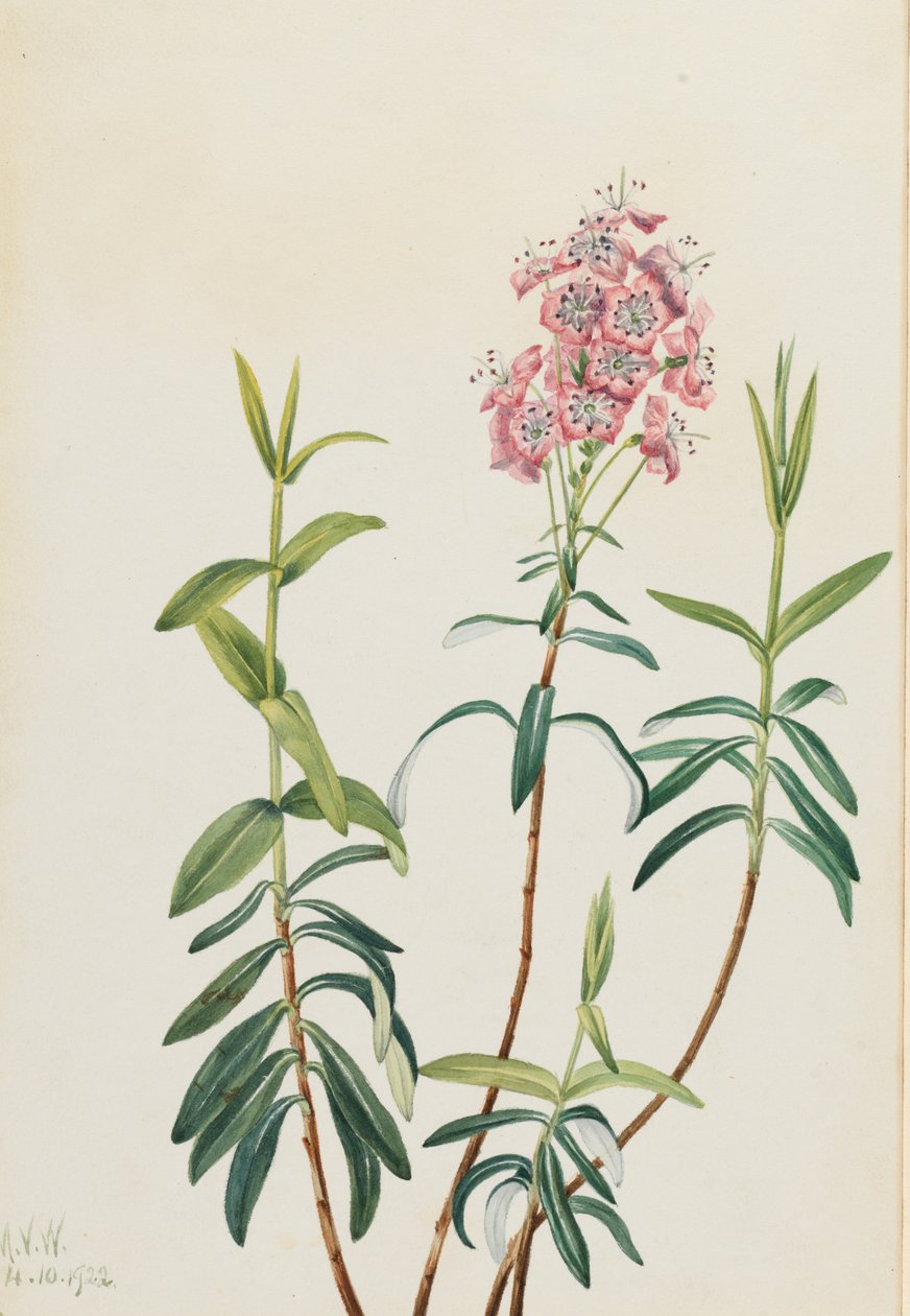 Bog Kalmia Kalmia polifolia, 1922 de Mary Vaux Walcott