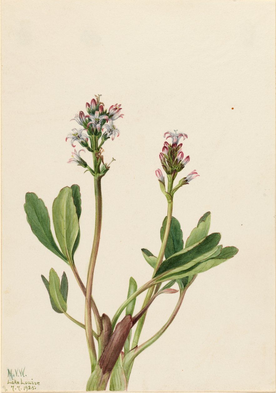 Menyanthes trifoliata, 1925 de Mary Vaux Walcott