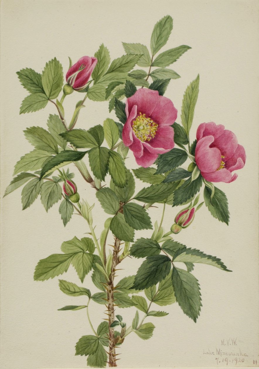 Capullo de rosa (Rosa bourgeauiana) de Mary Vaux Walcott