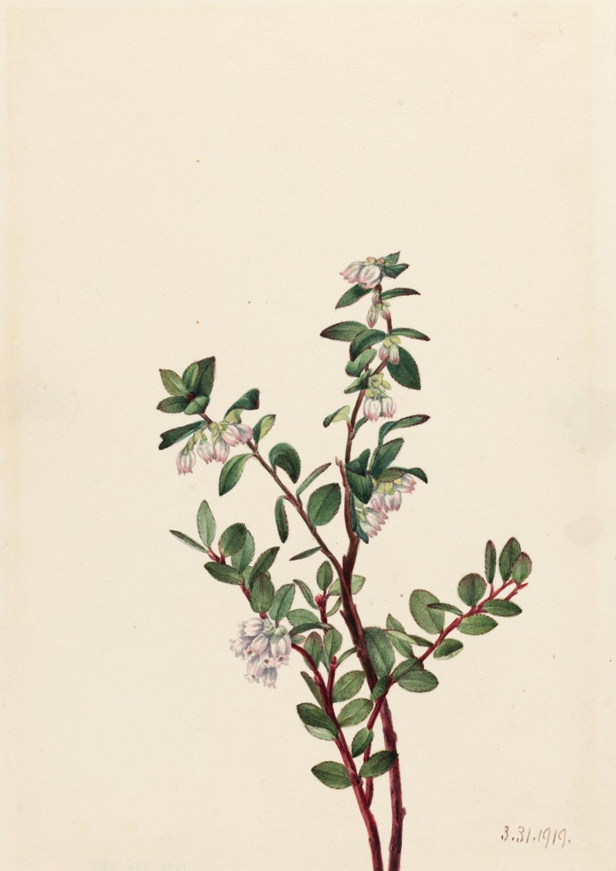 Arándano rojo (Gaylussacia brachycera) de Mary Vaux Walcott