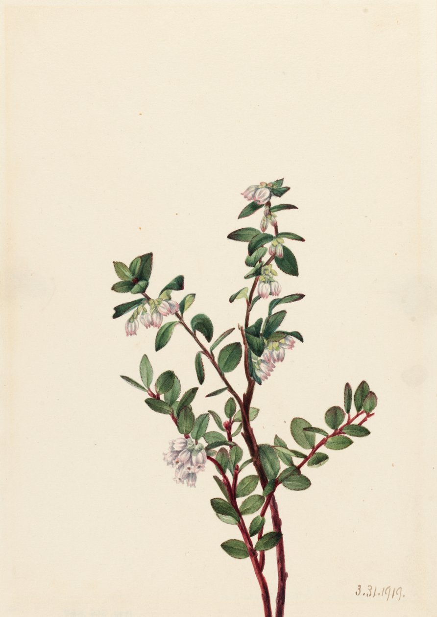 Gaylussacia brachycera, 1919 de Mary Vaux Walcott