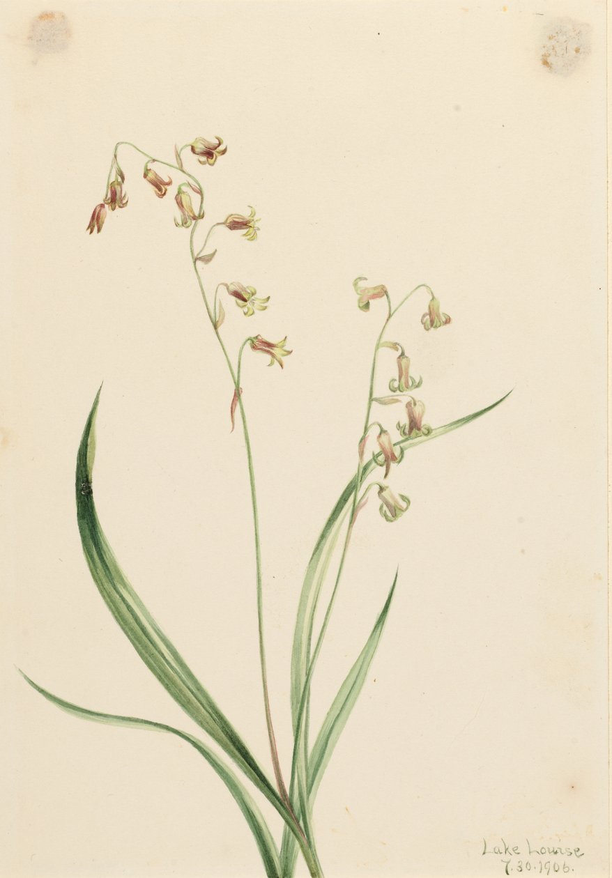 Campanillas de bronce (Stenanthium occidentale) de Mary Vaux Walcott