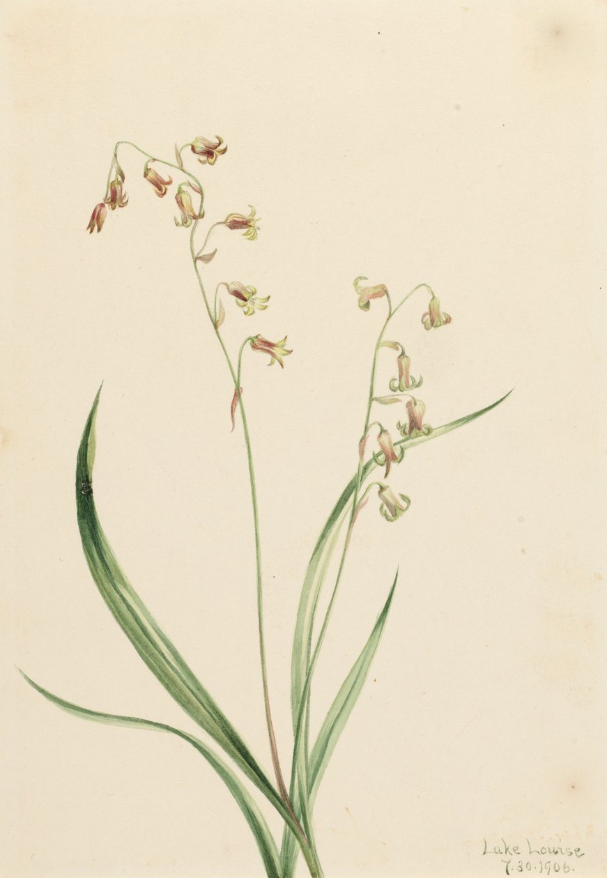 Campanas de Bronce Stenanthium occidentale de Mary Vaux Walcott