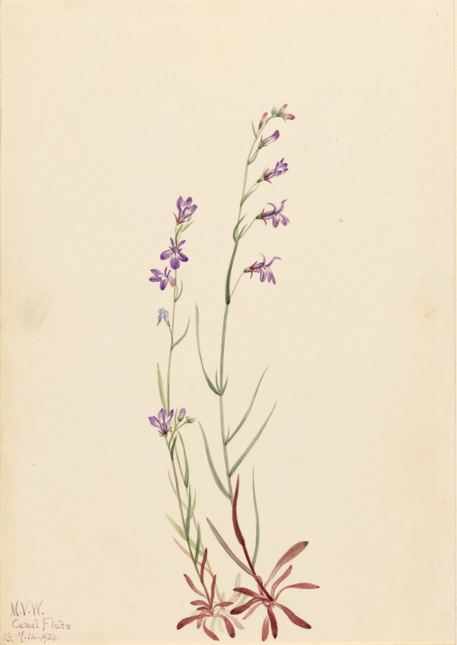 Lobelia de arroyo (Lobelia kalmii) de Mary Vaux Walcott