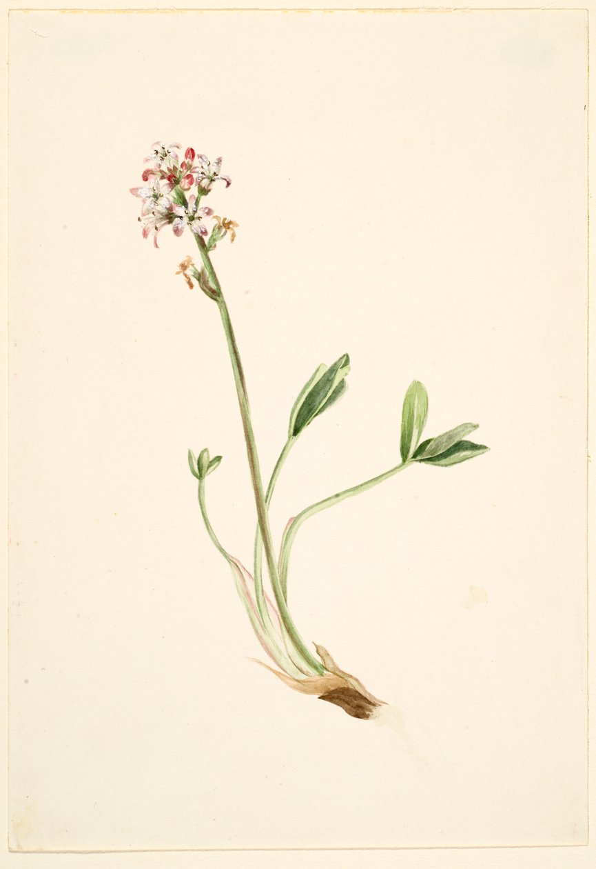 Alubia común (Menyanthes trifoliata) de Mary Vaux Walcott