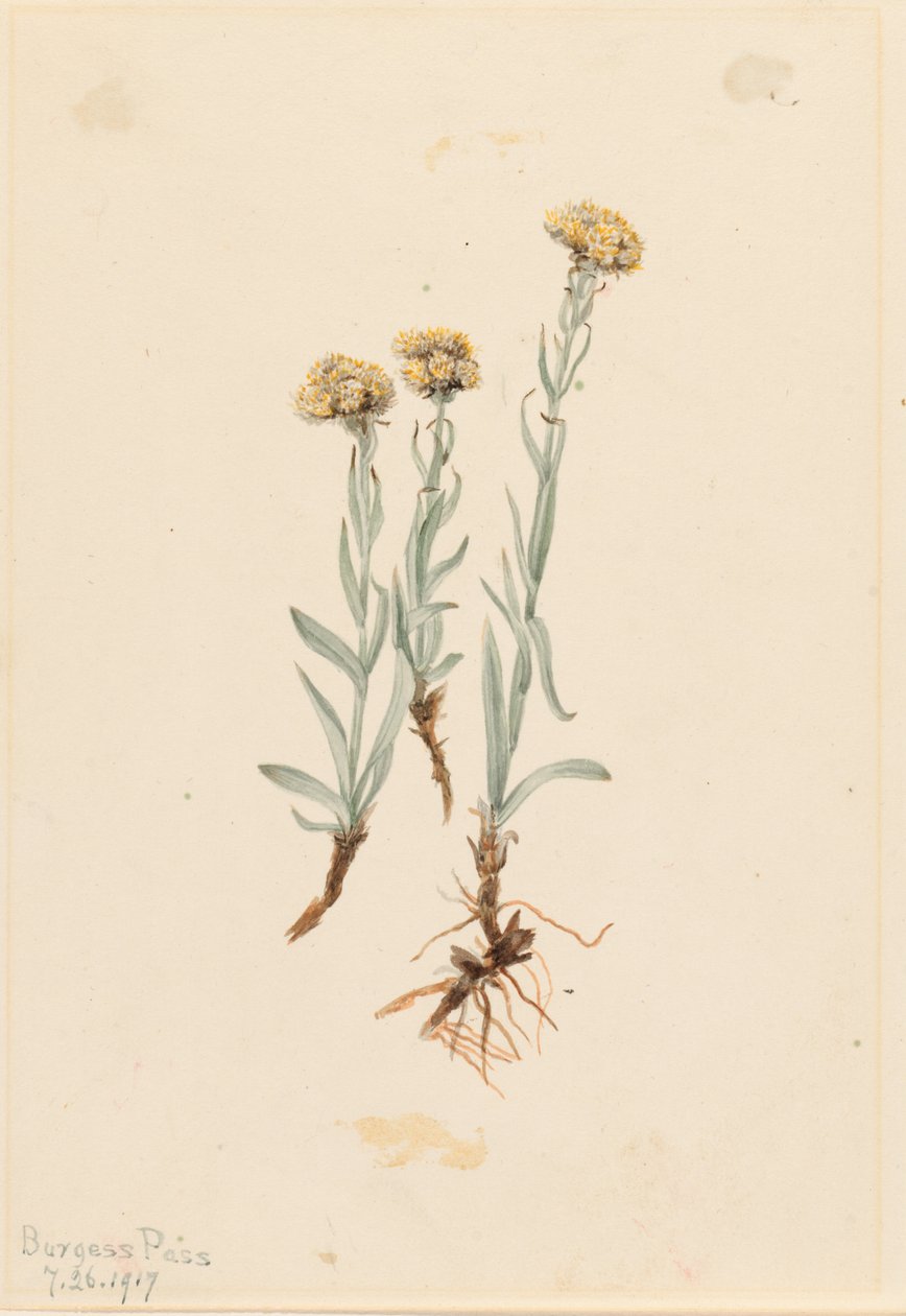 Antennaria luzuloides (Antennaria luzuloides) de Mary Vaux Walcott