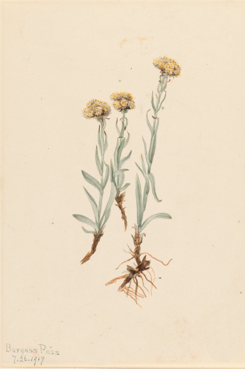 Antennaria luzuloides de Mary Vaux Walcott