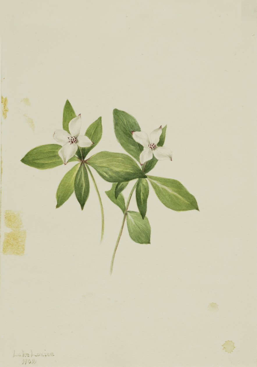 Bunchberry Cornus canadensis, 1902 de Mary Vaux Walcott