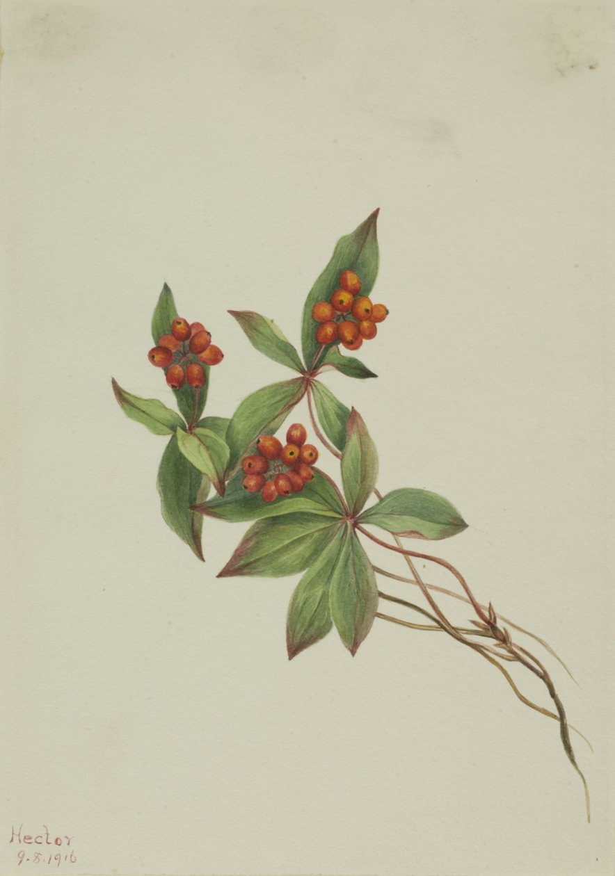 Bunchberry Cornus canadensis, 1916 de Mary Vaux Walcott