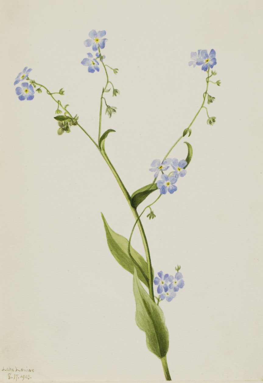 Nomeolvides espinoso Lappula diffusa, 1903 de Mary Vaux Walcott