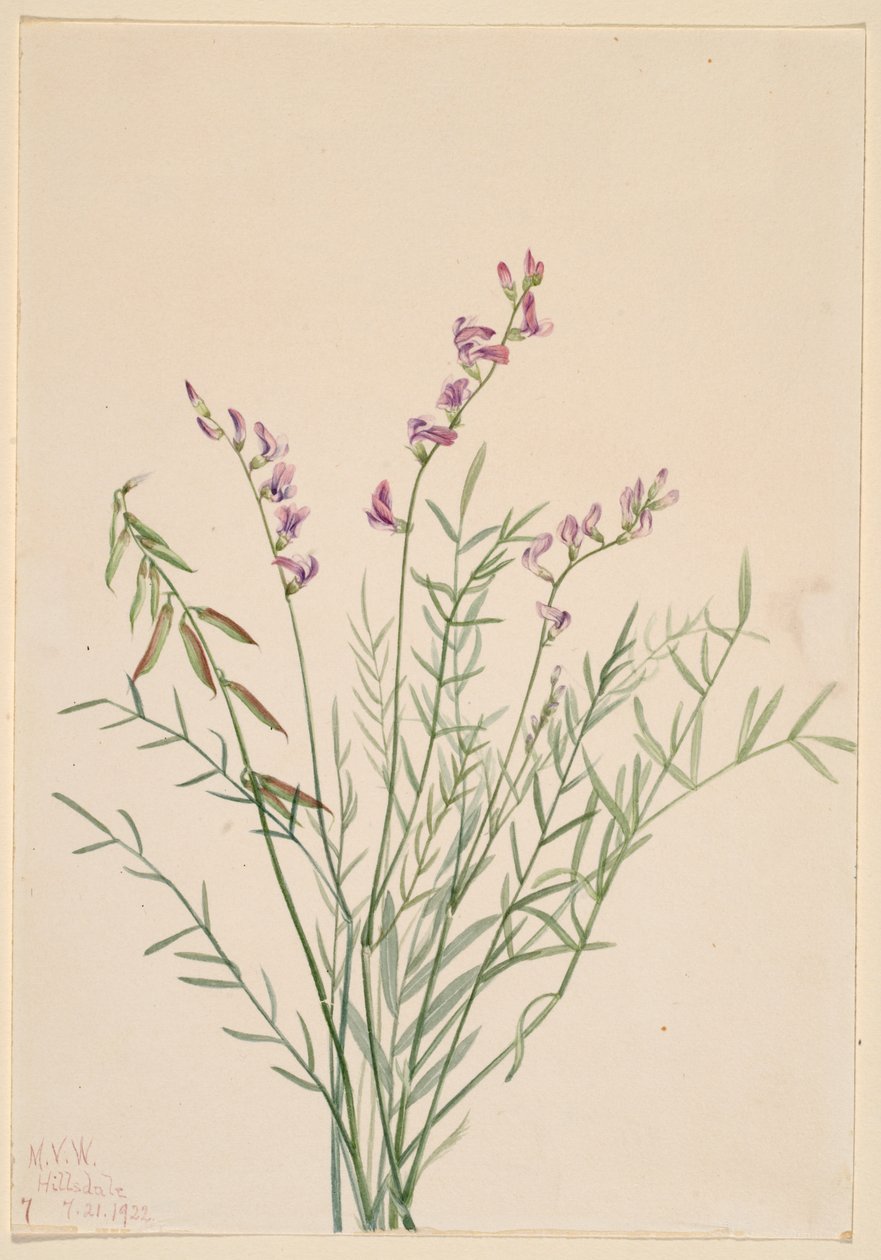 Avellano de Burgess (Astragalus bourgovii) de Mary Vaux Walcott