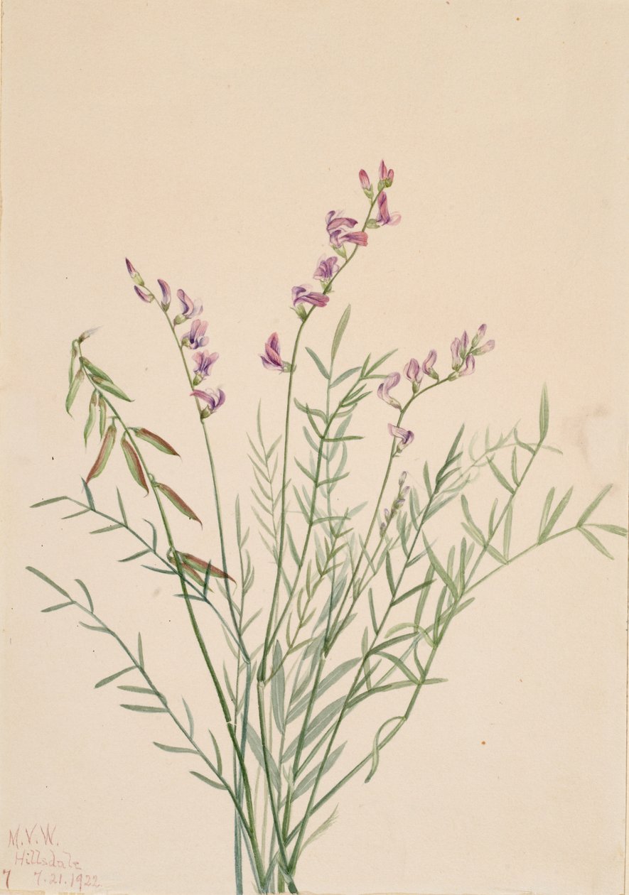 Astrágalo de Burgess Astragalus bourgovii, 1922 de Mary Vaux Walcott