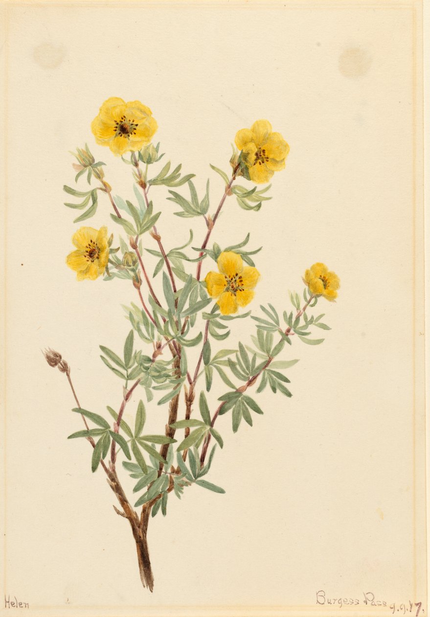 Cincoenrama arbustiva Potentilla fruticosa, 1917 de Mary Vaux Walcott