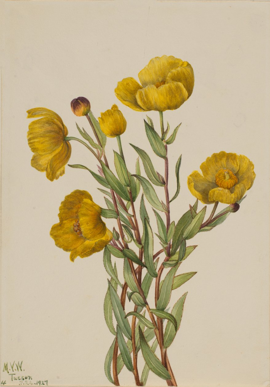 Bushpoppy Dendromecon rigidum, 1927 de Mary Vaux Walcott