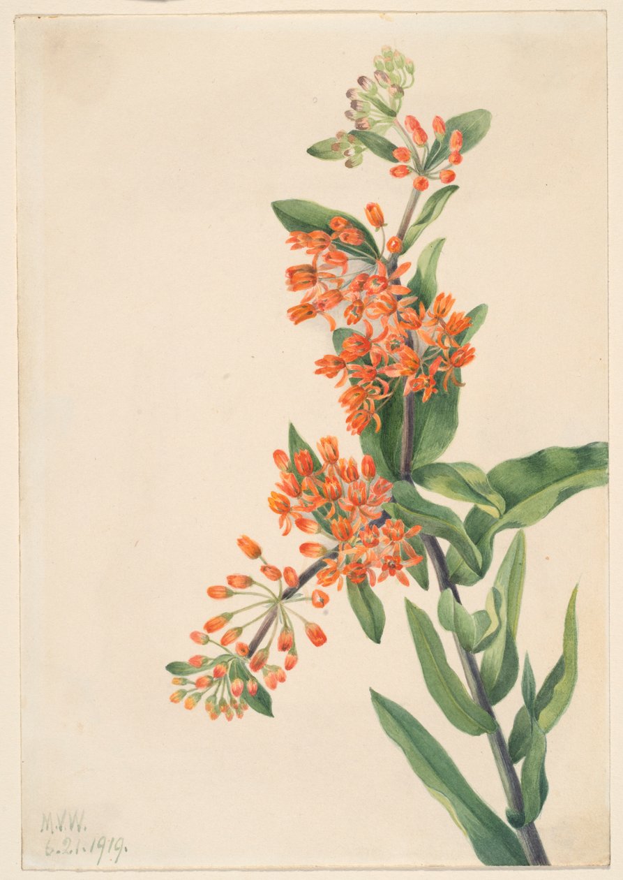 Hierba de las mariposas (Ascelpias tuberosa) de Mary Vaux Walcott