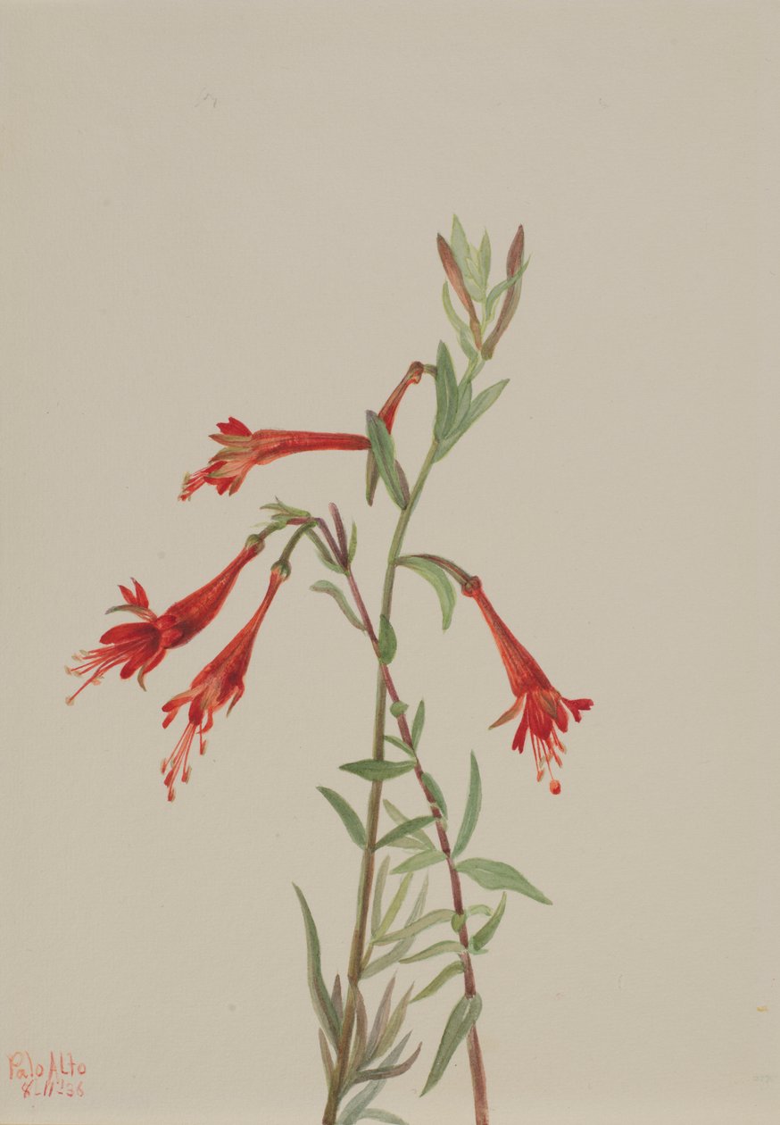 Fuschia californiana (Zauschneria californica) de Mary Vaux Walcott