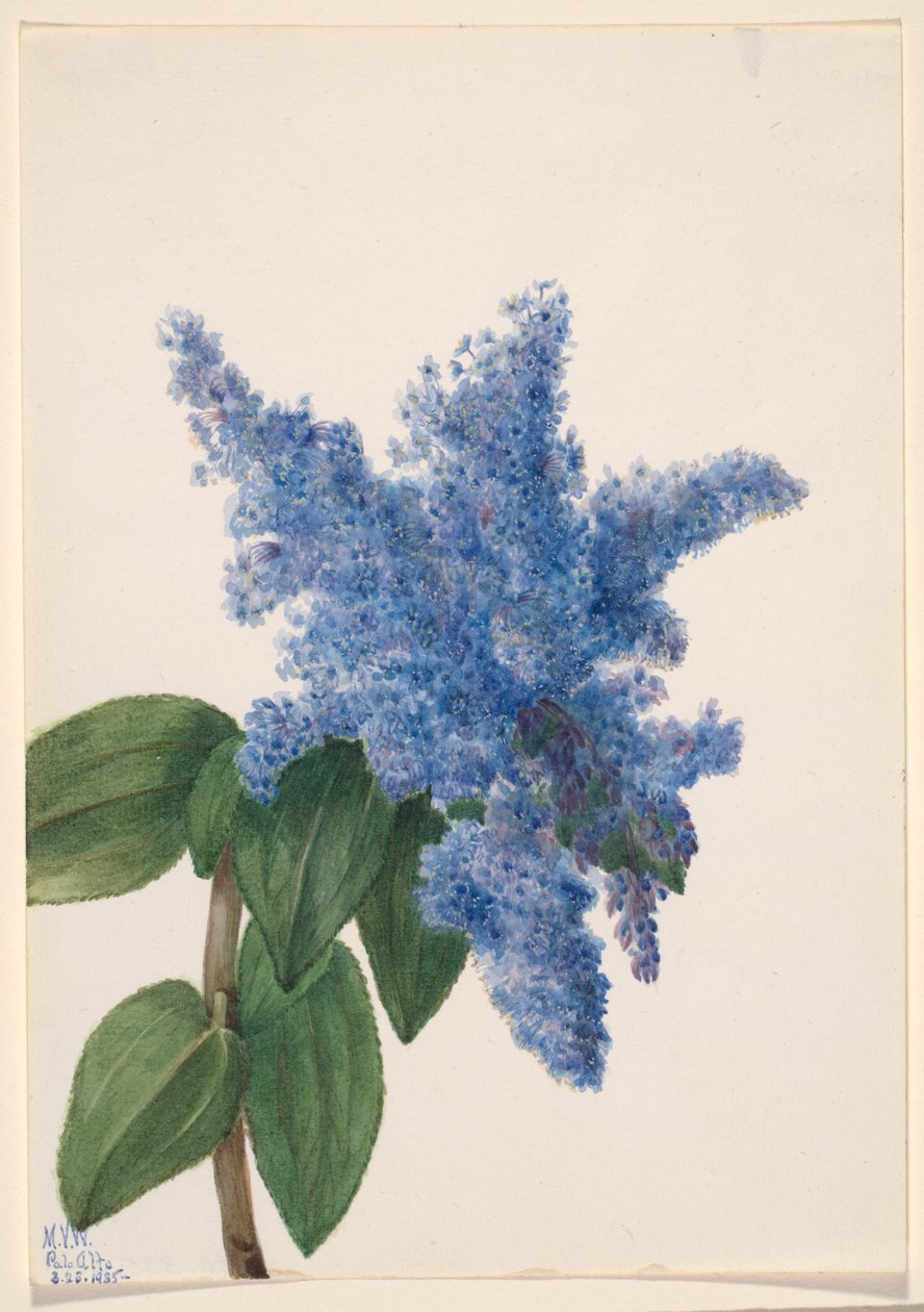 Lila de California (Ceanothus thyrsiflorus) de Mary Vaux Walcott