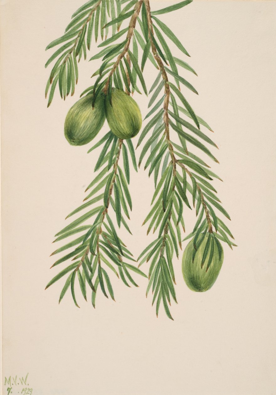 Nuez de California Tumion californicum, 1929 de Mary Vaux Walcott