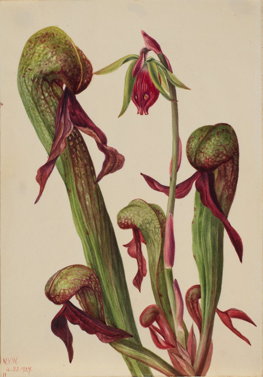 Planta californiana (Chrysamphora californica) de Mary Vaux Walcott