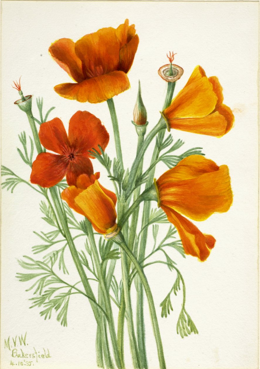 Amapola de California Eschscholtzia californica, 1935 de Mary Vaux Walcott