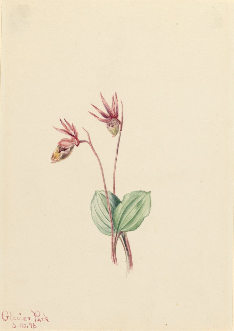 Calypso Cytherea bulbosa, 1916 de Mary Vaux Walcott