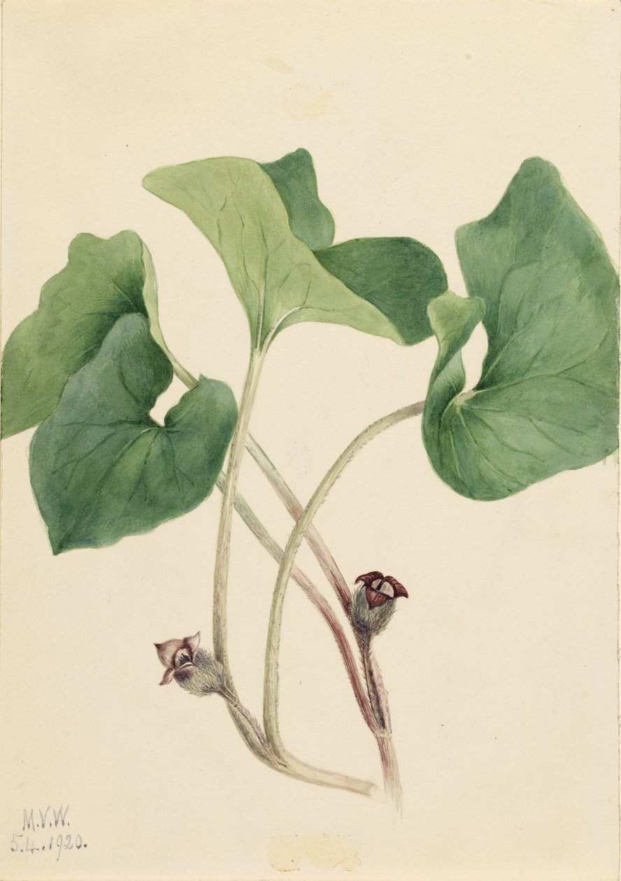 Jengibre silvestre de Canadá (Asarum canadense) de Mary Vaux Walcott
