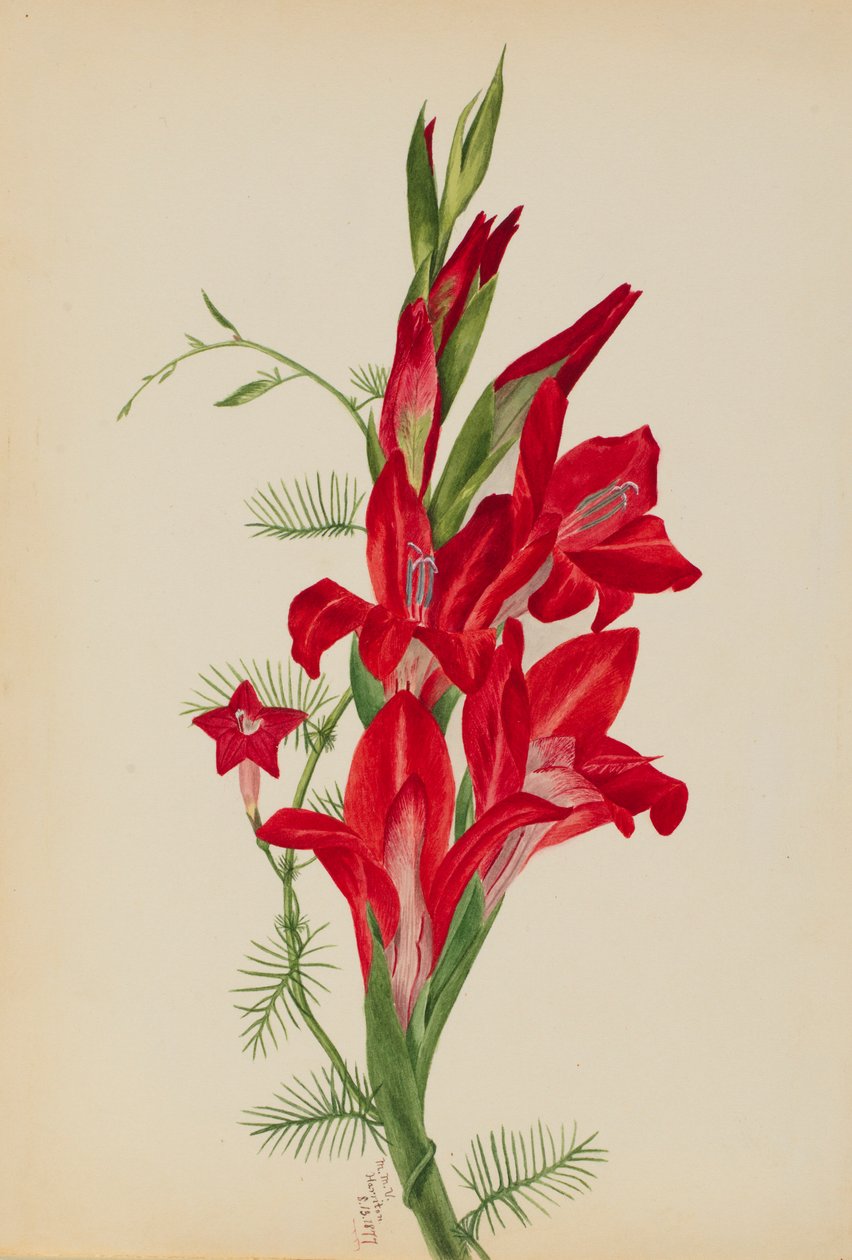 Cannas y vid de ciprés (especies de Canna e Ipomoea quamoclit) de Mary Vaux Walcott