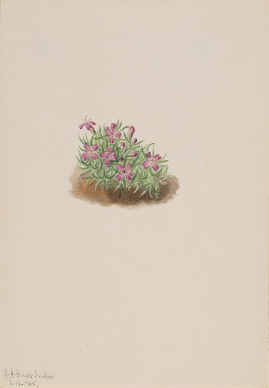 Silene acaulis rosa, 1905 de Mary Vaux Walcott